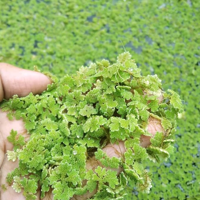 azolla seed