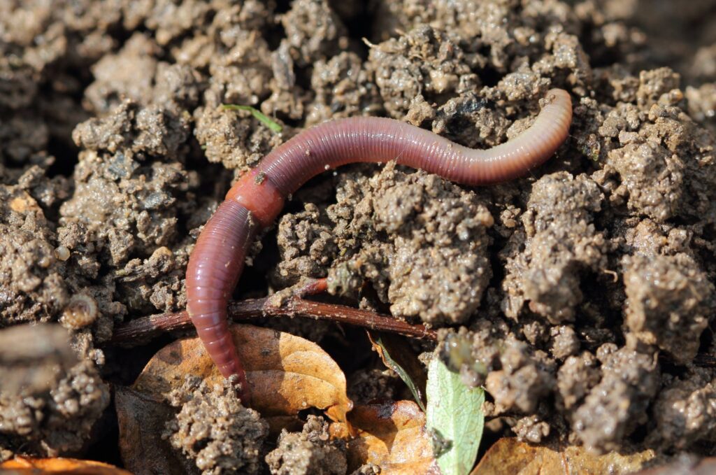 Lumbricus Rubellus